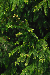 A fresh sprouts on a green fir bough, dark background.