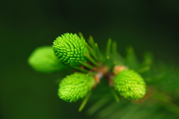 A fresh sprouts on a green fir bough, dark background.