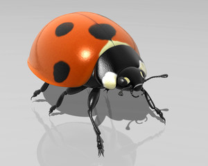 Marienkäfer - Makro