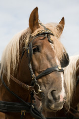 Obraz premium horse