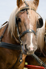 Obraz premium Horse