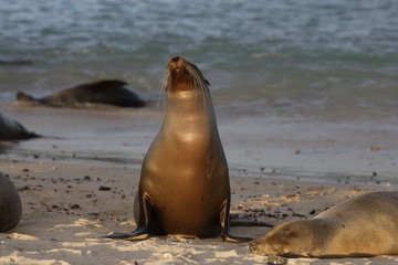 Fototapeta premium Seal, Galapagos