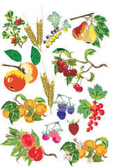 fruits collection