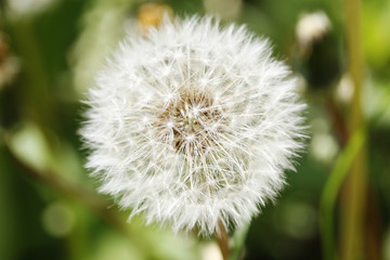 Fototapeta premium Pusteblume