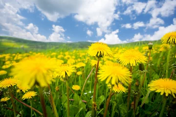 Rideaux tamisants Campagne summer dandelion field