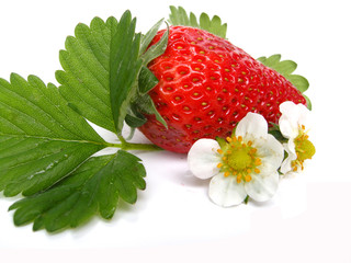 Erdbeere mit Blüten