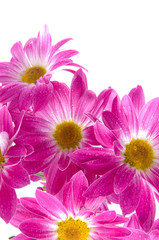 Obraz premium Camomiles. Spring flowers