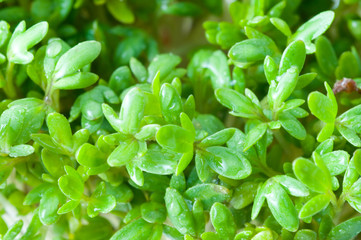 Garden cress