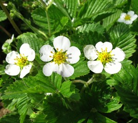 Spring plants-strawberry