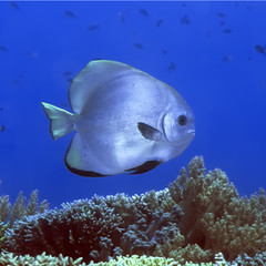 Tropical fish Batfish