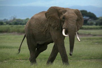 African elephant in Amboseli Kenya