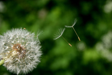 dandelion and seeds