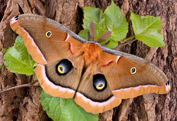 Polyphemus moth on tree