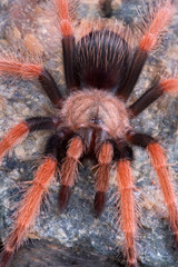 Mexican fireleg facing front