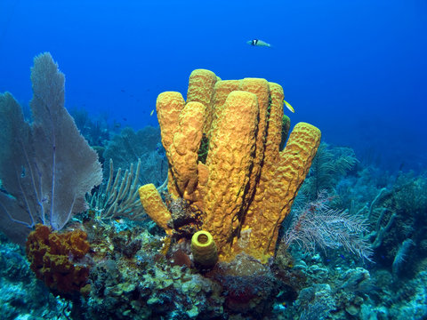 Fototapeta Yellow Tube Sponge