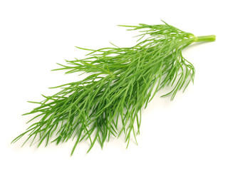 Dill / Zweig
