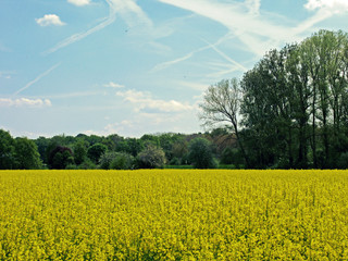 Rapsblüte
