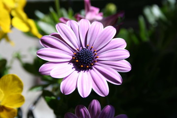 Obraz premium Huflattich