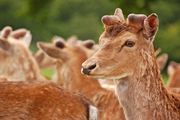 Fallow Deer