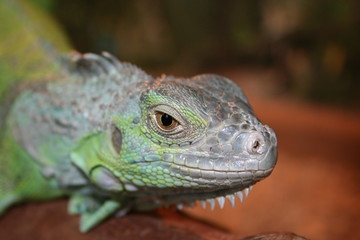 Iguane lizard portrait