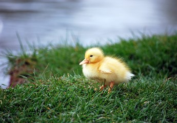 duckling