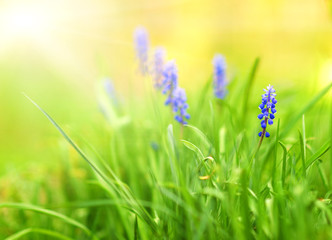 Beautiful blue flowers on a meadow (shallow DoF)