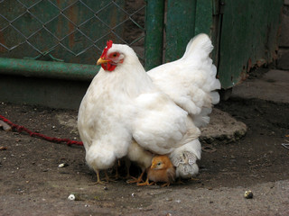 hen mother