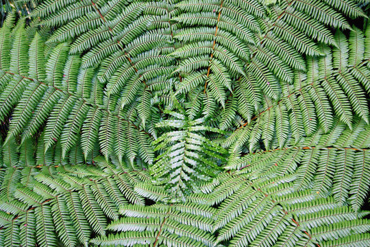 Dynamic fern composition
