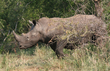 Obraz premium Rhino coming from the bush