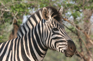 Fototapeta na wymiar Closeup of zebra's head