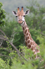 Giraffe staring