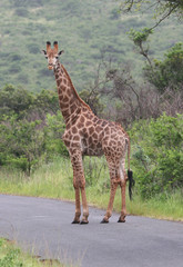 Giraffe looking at camera.