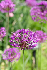 alliums in flower