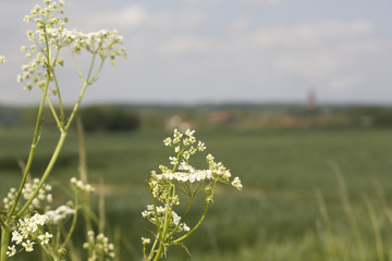 Obraz premium schafgabe