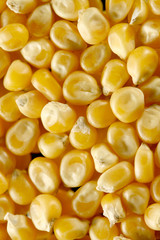 corn seeds