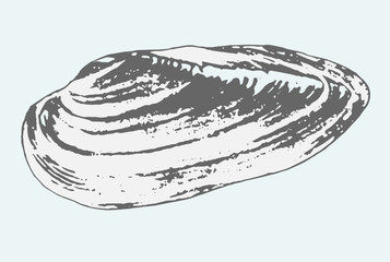 Mussel two © netzfrisch.de