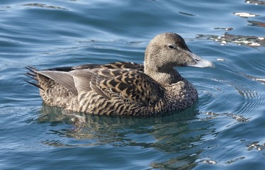 Female eider.