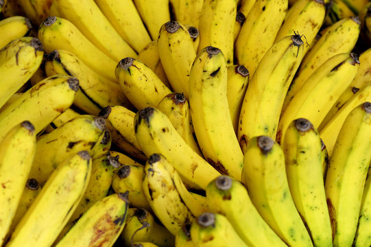 Bananas
