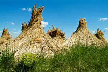 Naklejka premium Schilfkegel