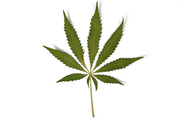 feuille de cannabis