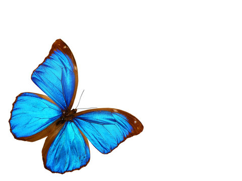 papillon ( morpho menelaus, brésil ) n°2