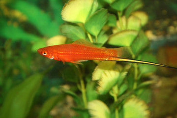 orange male fish in aquarium