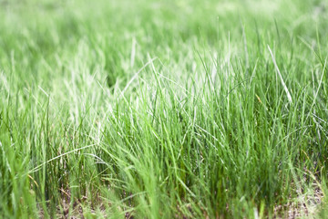 grass 