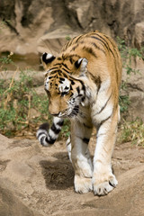 bengal tiger walking toward camera