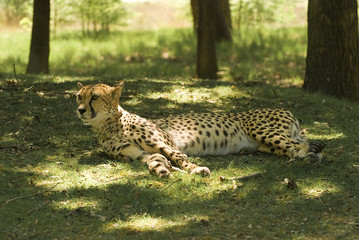 Fototapeta na wymiar Resting Cheetah (Acinonyx Jubatus)