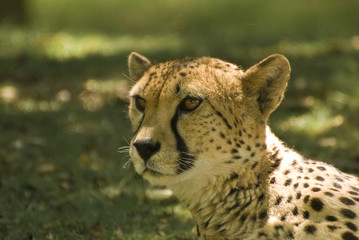 Close-up of Cheetah (Acinonyx Jubatus)