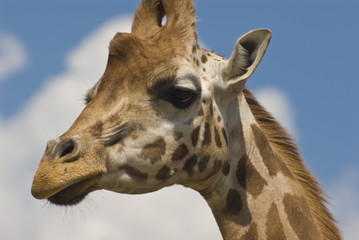 Close-up of Rothschild Giraffe (Giraffa Camelopardalis Rothschil © Arjan Huijzer