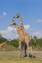 Two Rothschild Giraffes (Giraffa Camelopardalis Rothschildi)