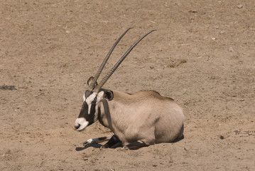 Gemsbok (Oryx Gazella)