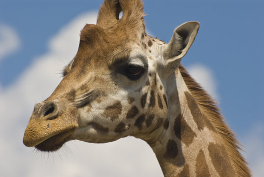 Close-up of Rothschild Giraffe (Giraffa Camelopardalis Rothschil